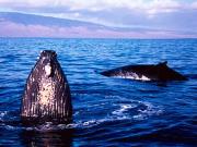 lahaina cruise company whale watch